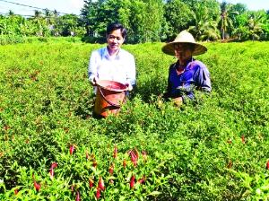 Hình nhỏ