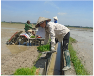 Hình nhỏ