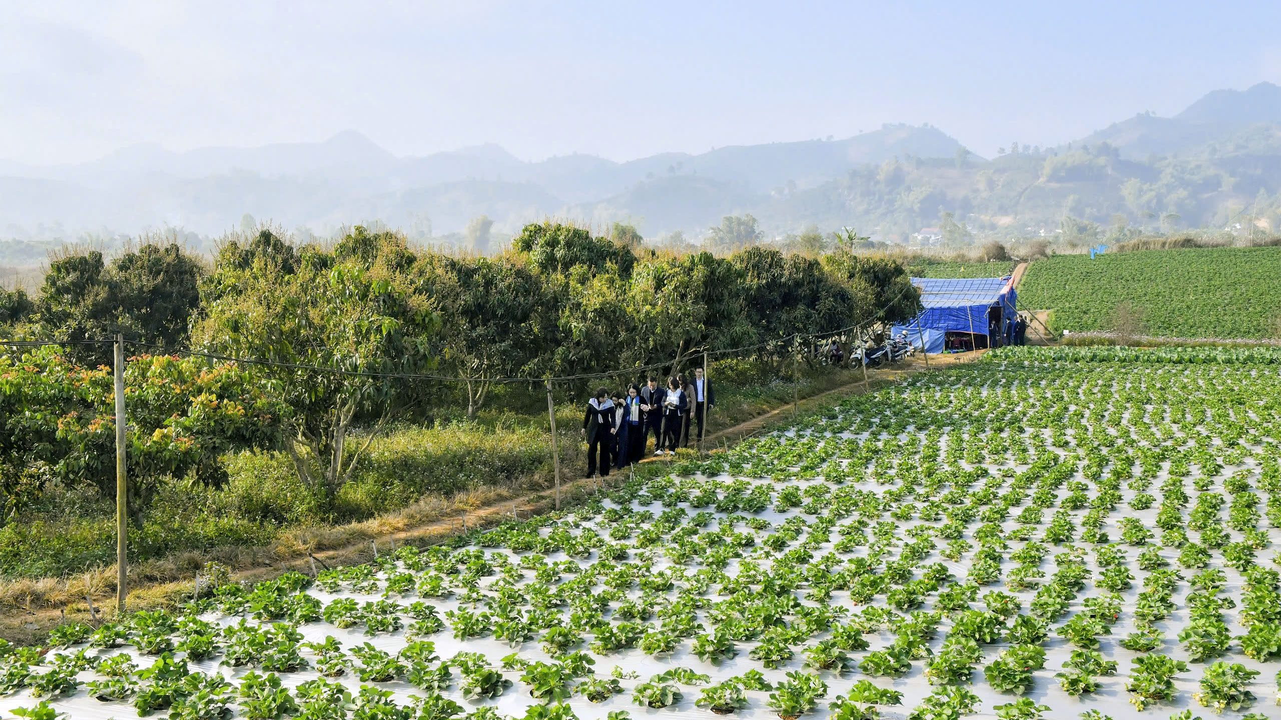 Tín dụng ngân hàng khẳng định vai trò “trụ đỡ” của nền nông nghiệp